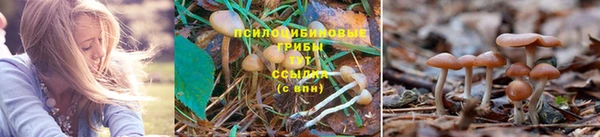 сатива Карталы