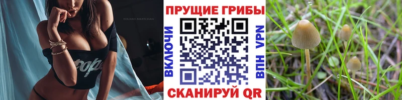 Псилоцибиновые грибы Magic Shrooms  Купить где  Пущино 